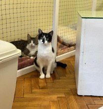 DASHA, Katze, Europäisch Kurzhaar in Bulgarien - Bild 11