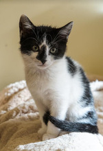 DASHA, Katze, Europäisch Kurzhaar in Bulgarien - Bild 23