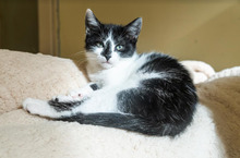 DASHA, Katze, Europäisch Kurzhaar in Bulgarien - Bild 24