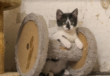 DASHA, Katze, Europäisch Kurzhaar in Bulgarien - Bild 25