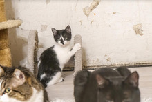 DASHA, Katze, Europäisch Kurzhaar in Bulgarien - Bild 26