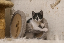 DASHA, Katze, Europäisch Kurzhaar in Bulgarien - Bild 27