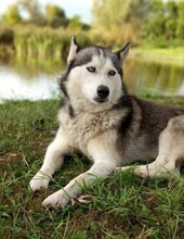 LUNA, Hund, Siberian Husky in Ungarn - Bild 1