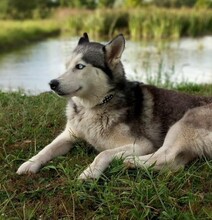 LUNA, Hund, Siberian Husky in Ungarn - Bild 10