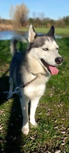 LUNA, Hund, Siberian Husky in Ungarn - Bild 11