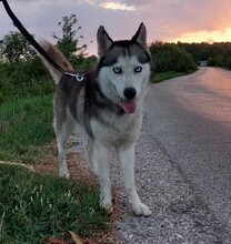 LUNA, Hund, Siberian Husky in Ungarn - Bild 3