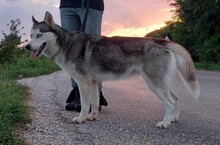 LUNA, Hund, Siberian Husky in Ungarn - Bild 5