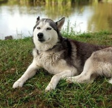 LUNA, Hund, Siberian Husky in Ungarn - Bild 6