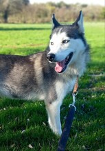 LUNA, Hund, Siberian Husky in Ungarn - Bild 7