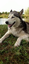 LUNA, Hund, Siberian Husky in Ungarn - Bild 8