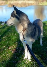 LUNA, Hund, Siberian Husky in Ungarn - Bild 9