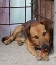 YON, Hund, Mischlingshund in Slowakische Republik - Bild 2