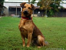 YON, Hund, Mischlingshund in Slowakische Republik - Bild 6