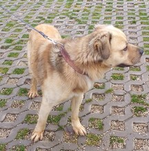 TUGDIL, Hund, Mischlingshund in Slowakische Republik - Bild 4