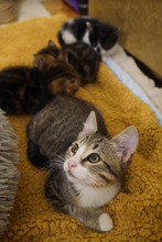 SOFIA, Katze, Europäisch Kurzhaar in Bulgarien - Bild 25