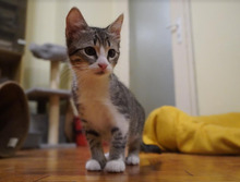 SOFIA, Katze, Europäisch Kurzhaar in Bulgarien - Bild 27