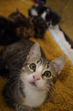 SOFIA, Katze, Europäisch Kurzhaar in Bulgarien - Bild 29