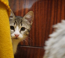 SOFIA, Katze, Europäisch Kurzhaar in Bulgarien - Bild 30