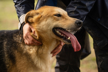 TOFI, Hund, Mischlingshund in Kroatien - Bild 2