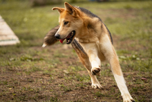 TOFI, Hund, Mischlingshund in Kroatien - Bild 3