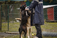 TOFI, Hund, Mischlingshund in Kroatien - Bild 4