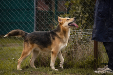 TOFI, Hund, Mischlingshund in Kroatien - Bild 5