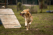 TOFI, Hund, Mischlingshund in Kroatien - Bild 6