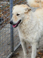 BODOR, Hund, Herdenschutzhund in Ungarn - Bild 10