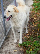 BODOR, Hund, Herdenschutzhund in Ungarn - Bild 11