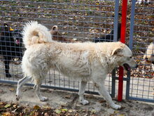 BODOR, Hund, Herdenschutzhund in Ungarn - Bild 12