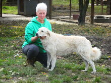 BODOR, Hund, Herdenschutzhund in Ungarn - Bild 13