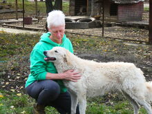 BODOR, Hund, Herdenschutzhund in Ungarn - Bild 14