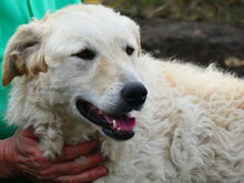 BODOR, Hund, Herdenschutzhund in Ungarn - Bild 15