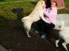 BODOR, Hund, Herdenschutzhund in Ungarn - Bild 16