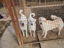 BODOR, Hund, Herdenschutzhund in Ungarn - Bild 2