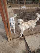 BODOR, Hund, Herdenschutzhund in Ungarn - Bild 3