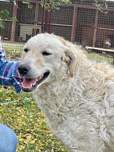 BODOR, Hund, Herdenschutzhund in Ungarn - Bild 6