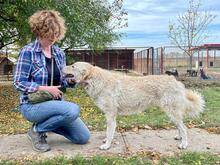 BODOR, Hund, Herdenschutzhund in Ungarn - Bild 7