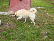 BODOR, Hund, Herdenschutzhund in Ungarn - Bild 8