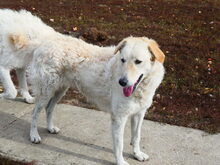 BODOR, Hund, Herdenschutzhund in Ungarn - Bild 9