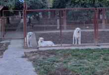 SELYMES, Hund, Herdenschutzhund in Ungarn - Bild 2