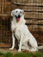 SELYMES, Hund, Herdenschutzhund in Ungarn - Bild 3