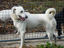 SELYMES, Hund, Herdenschutzhund in Ungarn - Bild 4