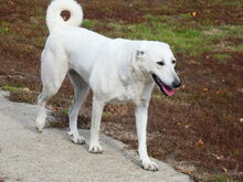 SELYMES, Hund, Herdenschutzhund in Ungarn - Bild 5