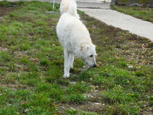 REGÖ, Hund, Herdenschutzhund in Ungarn - Bild 10