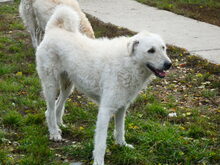 REGÖ, Hund, Herdenschutzhund in Ungarn - Bild 11