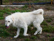 REGÖ, Hund, Herdenschutzhund in Ungarn - Bild 12