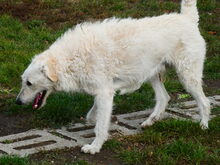 REGÖ, Hund, Herdenschutzhund in Ungarn - Bild 13