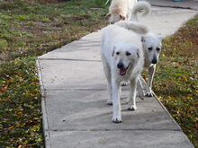 REGÖ, Hund, Herdenschutzhund in Ungarn - Bild 14