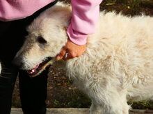 REGÖ, Hund, Herdenschutzhund in Ungarn - Bild 15